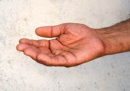 Young rural guy worker open palm show tiny raw new life power hope Close up macro view single girl...