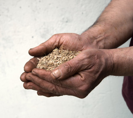 Closeup view of a person's palm sifting yield from a plant. The scene depicts a spring field with...