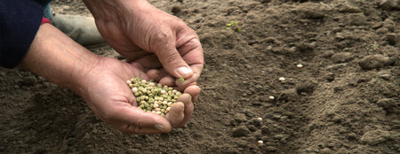 Old human woman worker arm put begin young small root stem produce new life hope love hobby. Closeup macro view botany country good girl fresh wet fertile humus compost mud bio eco food crop conceptの写真素材