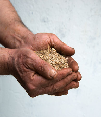 Closeup view rough poor girl palm begin sift yield plant flake give starv. Sad biblic fertil spring dirt field land seedl life hungry pour grow poverty concept beg god Jesus Christ retro bible age guyの写真素材