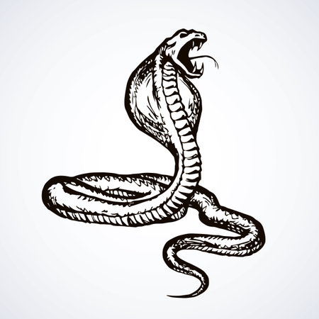 Big curve creepy viperidae crotalus asp serpentine on white backdrop. Outline black ink hand drawn zoo pictogram emblem logo sketchy in art retro doodle style pen on paper space for text. Closeup viewのイラスト素材