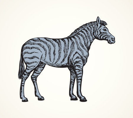 Young cute big funny stripy equid standing in grassland savannah plain. Freehand outline ink hand drawn picture sketchy in art scribble style black pen on white paper. Side view with space for textのイラスト素材