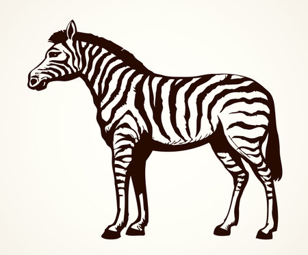 Young cute big funny stripy equid standing in grassland savannah plain. Freehand outline ink hand drawn picture sketchy in art scribble style black pen on white paper. Side view with space for textのイラスト素材