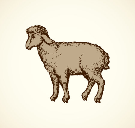 Little cute sheep standing in profile isolated on white background. Freehand pencil hand drawn picture sketchy in art scribble retro style pen on paper. Side view with space for textのイラスト素材