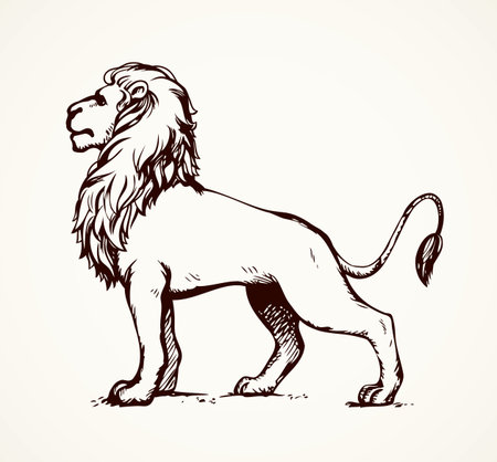 Beautiful african proud powerful nobility big leo standing and fierce looking for prey. Freehand ink drawn background sketchy in art scribble style pen on paper. Side view with space for textのイラスト素材