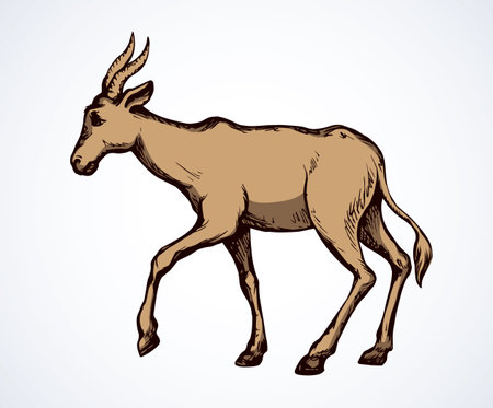 Cute blackbuck sheep hind standing on white backdrop. Freehand linear black ink hand drawn picture logo sketchy in retro art scribble style pen on paper. Closeup side view with space for text on skyのイラスト素材