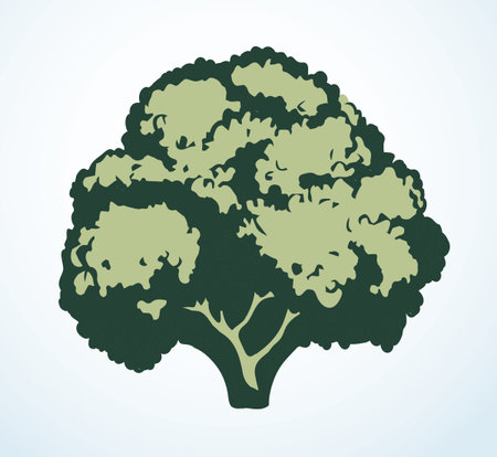 Close up view ripe raw fresh eco lettuce brokoli health veggie kitchen cook snack salad dinner. Outline black ink hand drawn light leaf stem bunch crop emblem logo design vintage art doodle line styleのイラスト素材