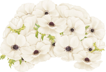illustration featuring white anemones arranged in a composition. This artwork is for use in greeting card designs, web design, advertisingの写真素材