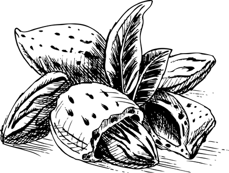Almondsのイラスト素材