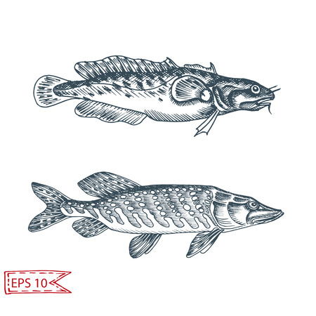 Hand drawn sketch illustration with fish. Wildanimal vector. Restaurant food card for seafood menu. Ocean life.のイラスト素材