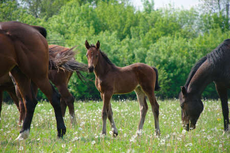 foal and adult horse in the meadowの写真素材