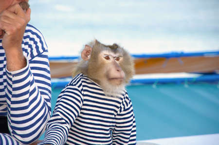 monkey in a sailor dress Little monkey in shirtの写真素材