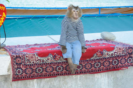 monkey in a sailor dress Little monkey in shirtの写真素材