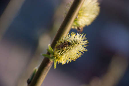 Bees pollinate the buds on the trees
