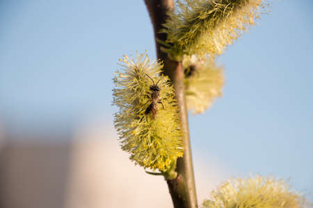 Bees pollinate the buds on the trees