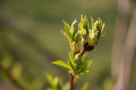 Bees pollinate the buds on the trees