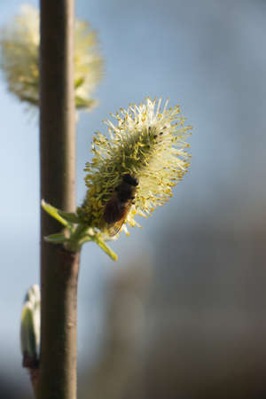 Bees pollinate the buds on the treesの写真素材