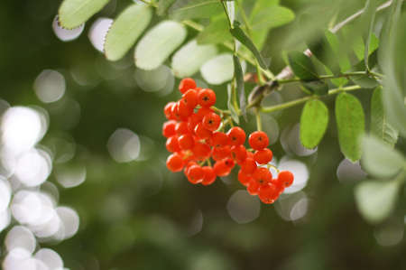 Photo of red berries. Rowan on the branch.の写真素材