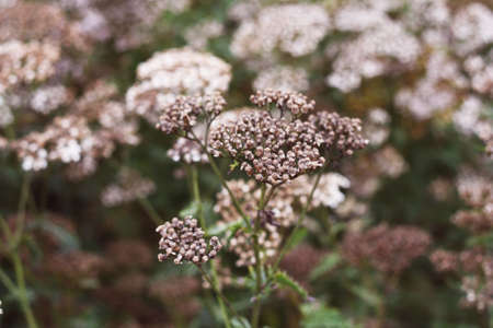 Autumnal dry plants. Gray background.の写真素材
