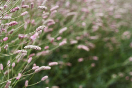 Green vegetation. Autumn, the Grass.の写真素材