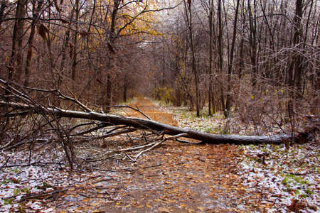 Forest in autumn. Frost in the forest.の写真素材