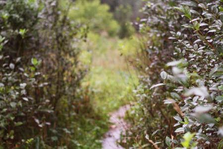 A path in the forest. Trail.の写真素材