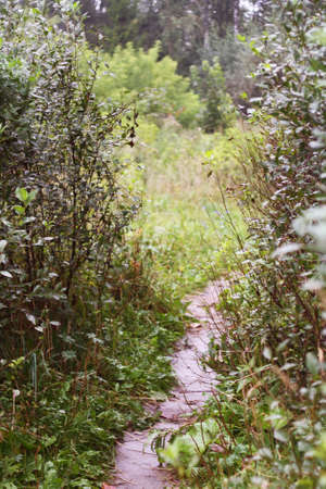 A path in the forest. Trail.の写真素材