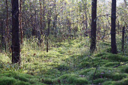 Forest glade. moss on the ground.の写真素材