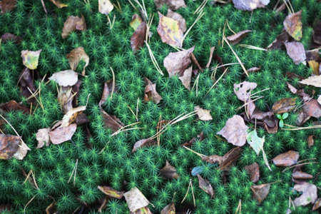 Autumn. Leaves on the moss.の写真素材