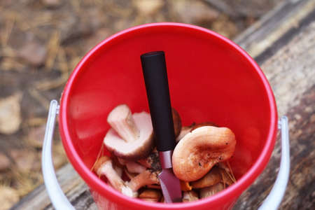 Bucket with mushrooms. Mushrooms in the forest.の写真素材