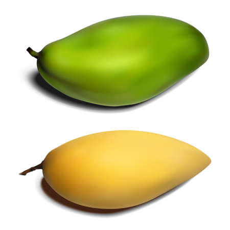 Green and yellow isolated mango on white background made by gradient mesh toolのイラスト素材
