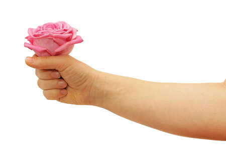 Manicured fingers holding rose isolated on whiteの写真素材
