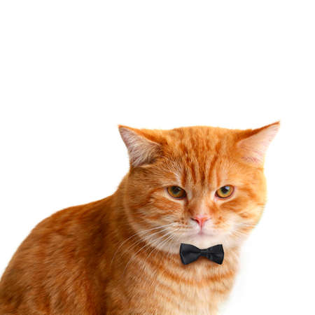 Handsome Male Cat with Black Bow Tie on White Backgroundの写真素材