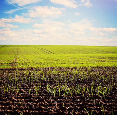 Spring Field and Cloudy Sky. Nature Backgroundの写真素材