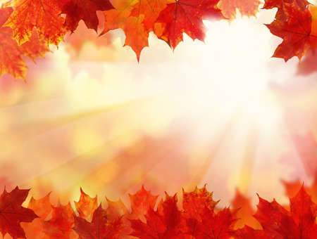 Fall Background with Autumn Maple Leavesの写真素材