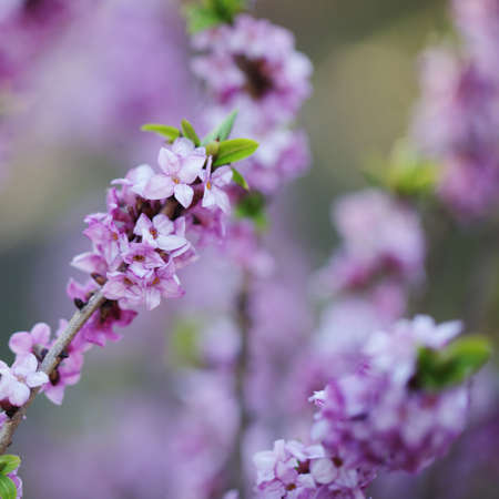 Spring flowers on blurred greenery foliage backgroundの写真素材