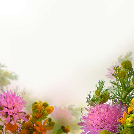 Wild Summer Flowersの写真素材