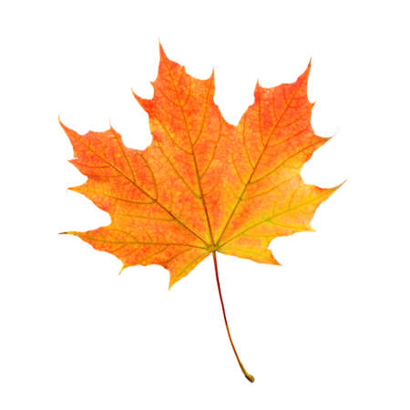 Isolated Maple Leaf.の写真素材