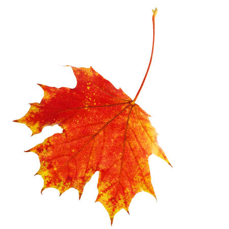 Autumn Maple Leaf Isolated on Whiteの写真素材