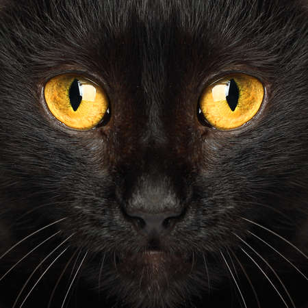 Black cat eyes macro animal backgroundの写真素材