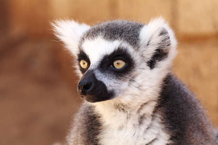 Lemurs monkey (Lemur catta)の写真素材