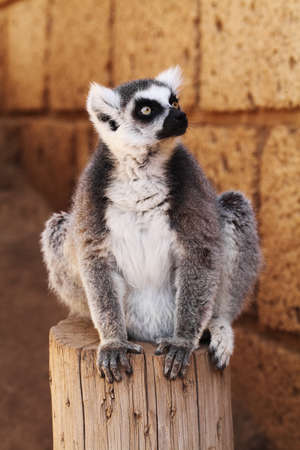 Ring-tailed lemur monkeyの写真素材