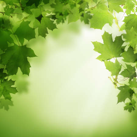 Abstract green nature backgroundの写真素材