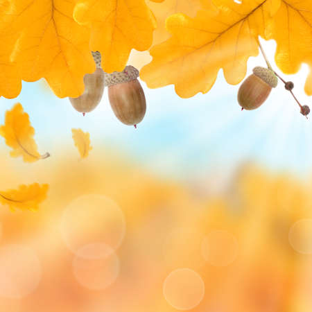 Autumnal leaves, autumn backgroundの写真素材
