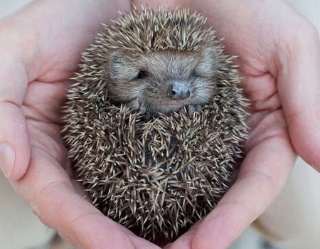 Cute hedgehog baby in male hand, closeupの写真素材