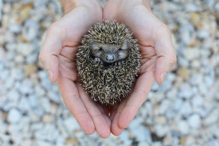 Little animal - hedgehog in human hand (shallow depth of field)の写真素材