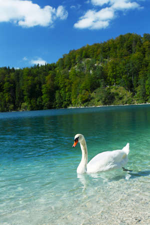 Alps lake and white swanの写真素材