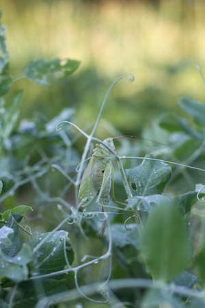 Grasshopper on a green grass background