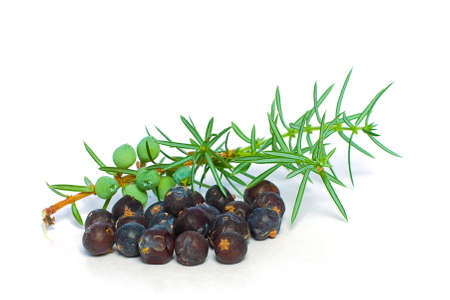 Juniper Berry and Green Branch Isolated - Closeupの写真素材