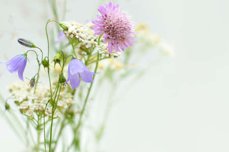 Background with wildflowers for greeting cardの写真素材